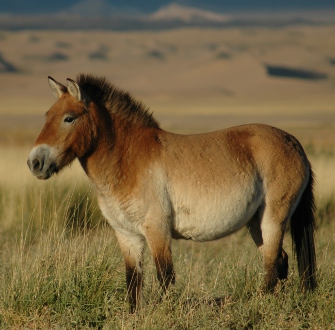 Przewalskis Horse, Mongolia. Photo by Claudia Feh.