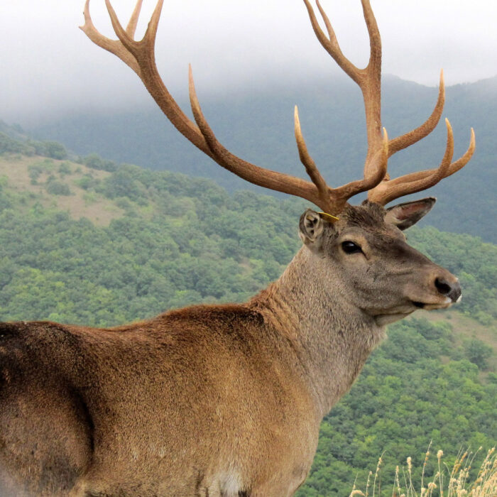 Red Deer, Mongolia. Photo courtesy of the Creative Commons.