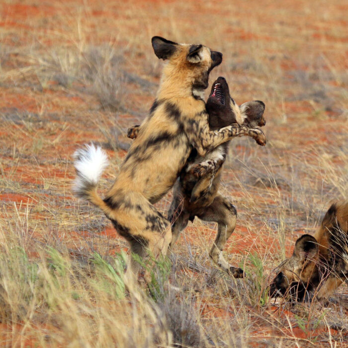 African Wild Dogs. Photo by Sharp Photography.