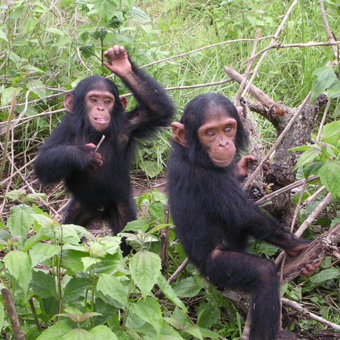 Juvenile chimpanzees playing. Photo by Delphine Bruyere.