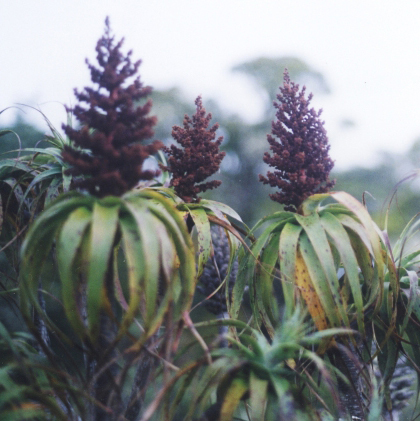 New Zealand herb field. Photo by Bernard Smith.