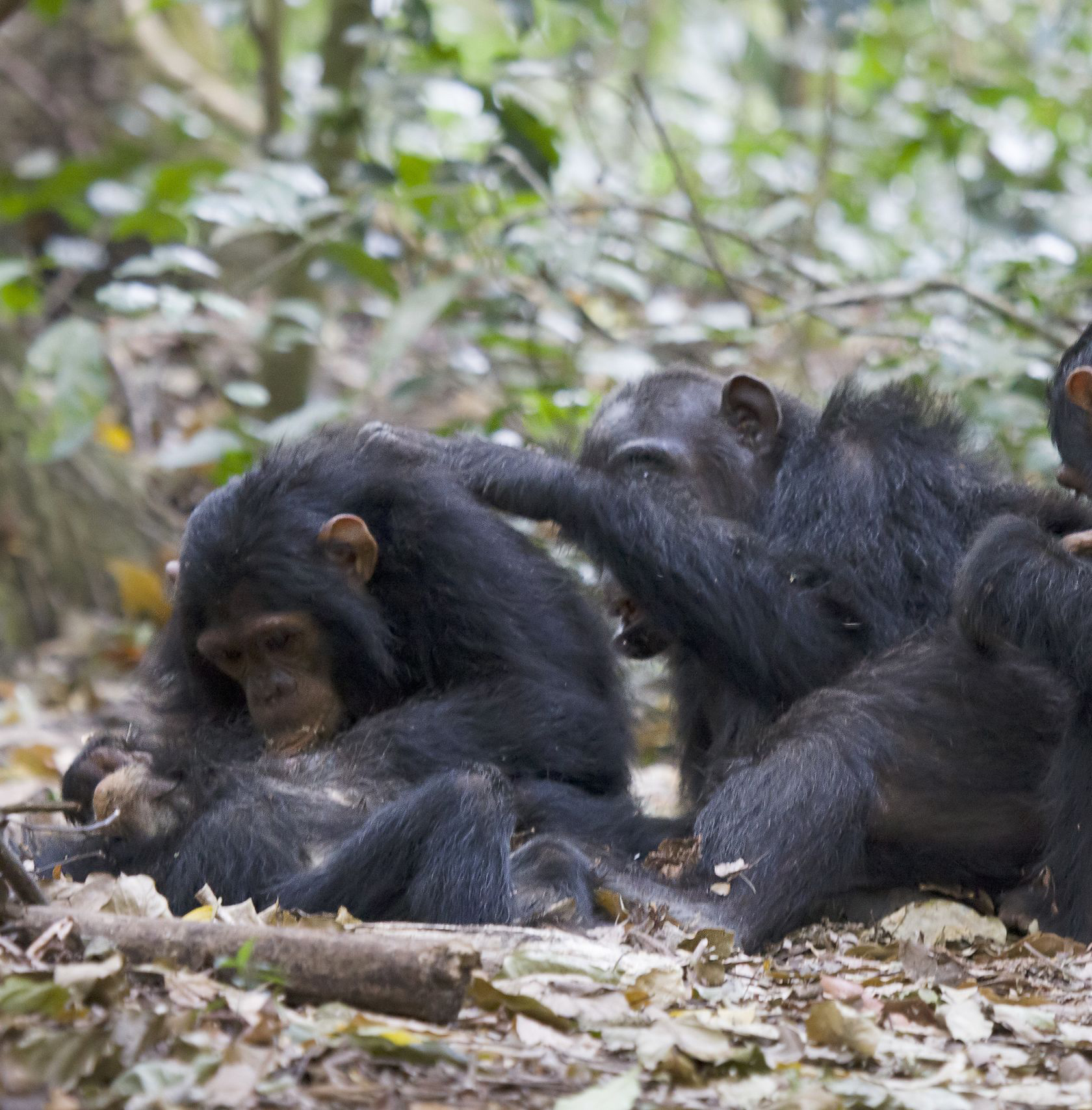Chimpanzees, Tanzania. Photo by Ikiwaner.