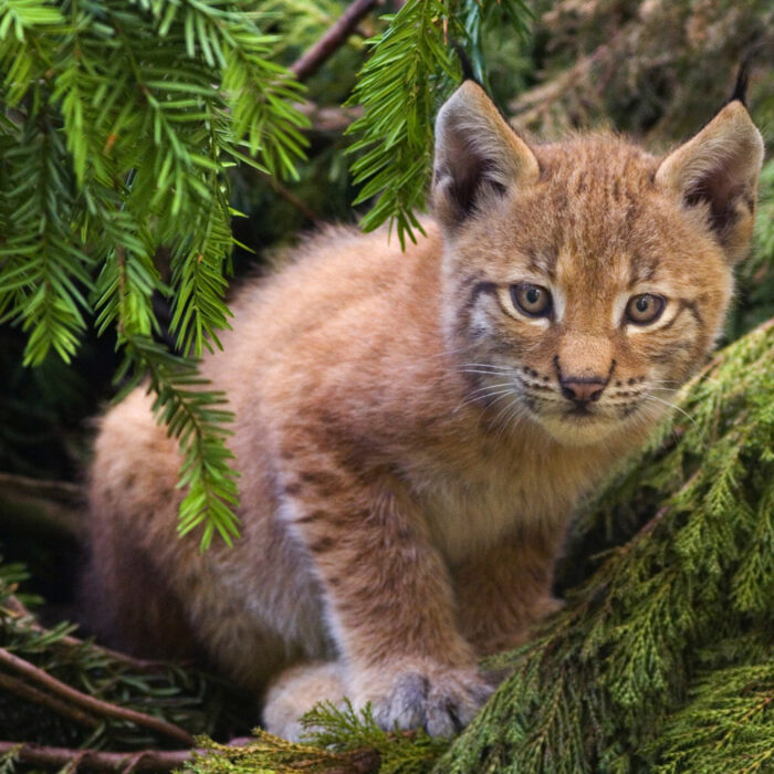Eurasian lynx kitten. Photo by Bernard Landgraf.