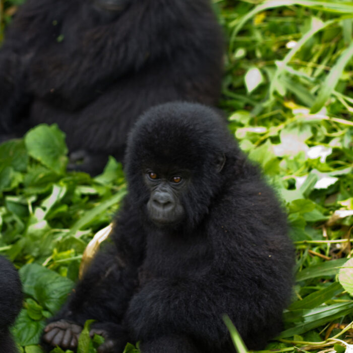 Virunga National Park, Democratic Republic of Congo. Cal Tjeenk Willink.