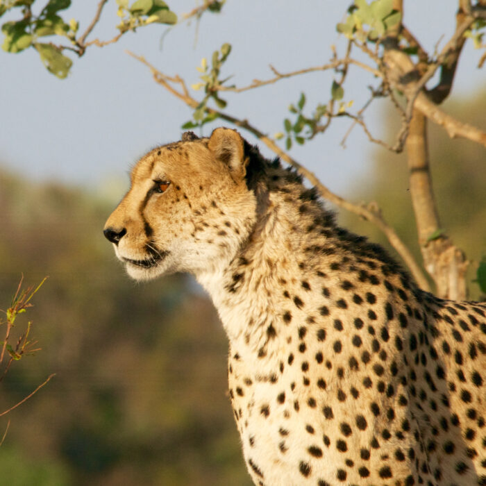 Alert cheetah. Photo by Andy Brunner.