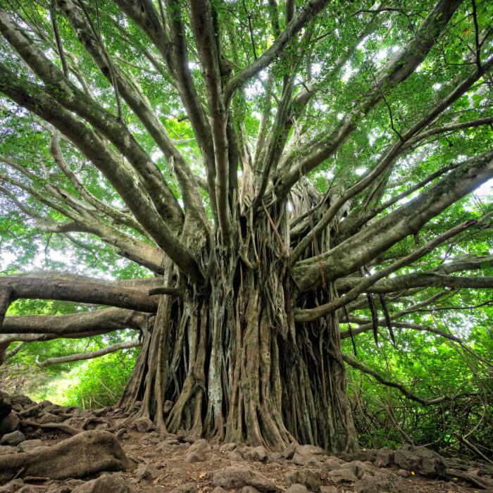 Mangrove tree. Photo by Brandon Green.