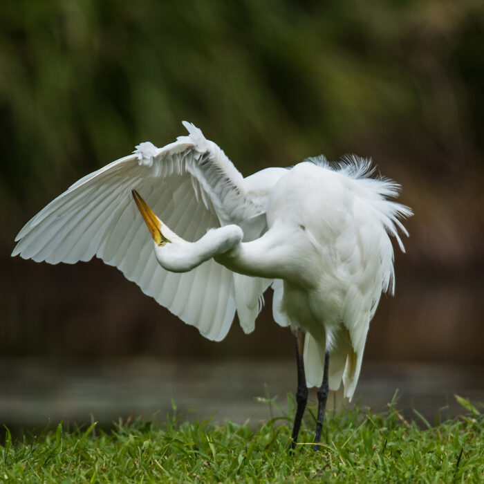 Preening egret. Photo by David Clode.