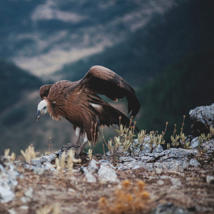 Bird of prey, Spain. Photo by Francisco Moreno.