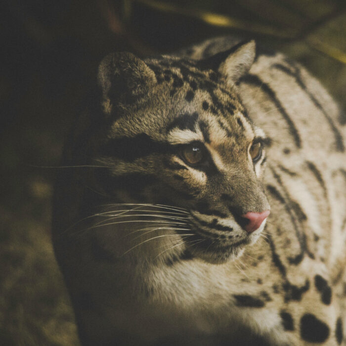 Snow Leopard. Photo by Frida Bredesen.
