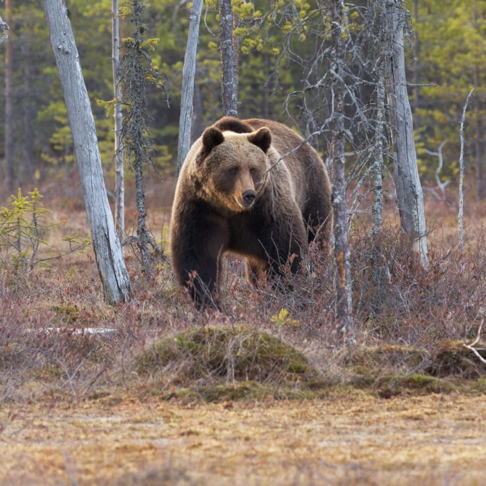 Bear on the prowl. Photo by Hans Veth.