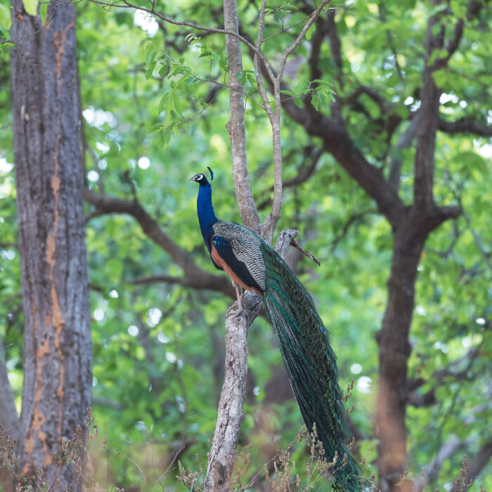 Kanha Kisli National Park, India. Photo by Hans Veth.