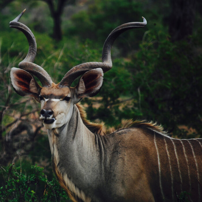 Kruger National Park, South Africa. Photo by Jamie Muller.
