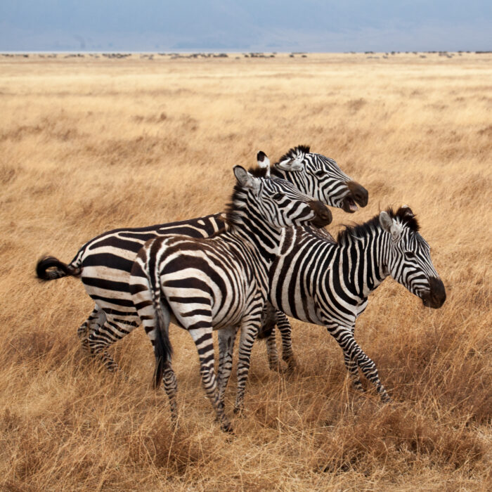 Frolicking zebras. Photo by Jeff Lemond.