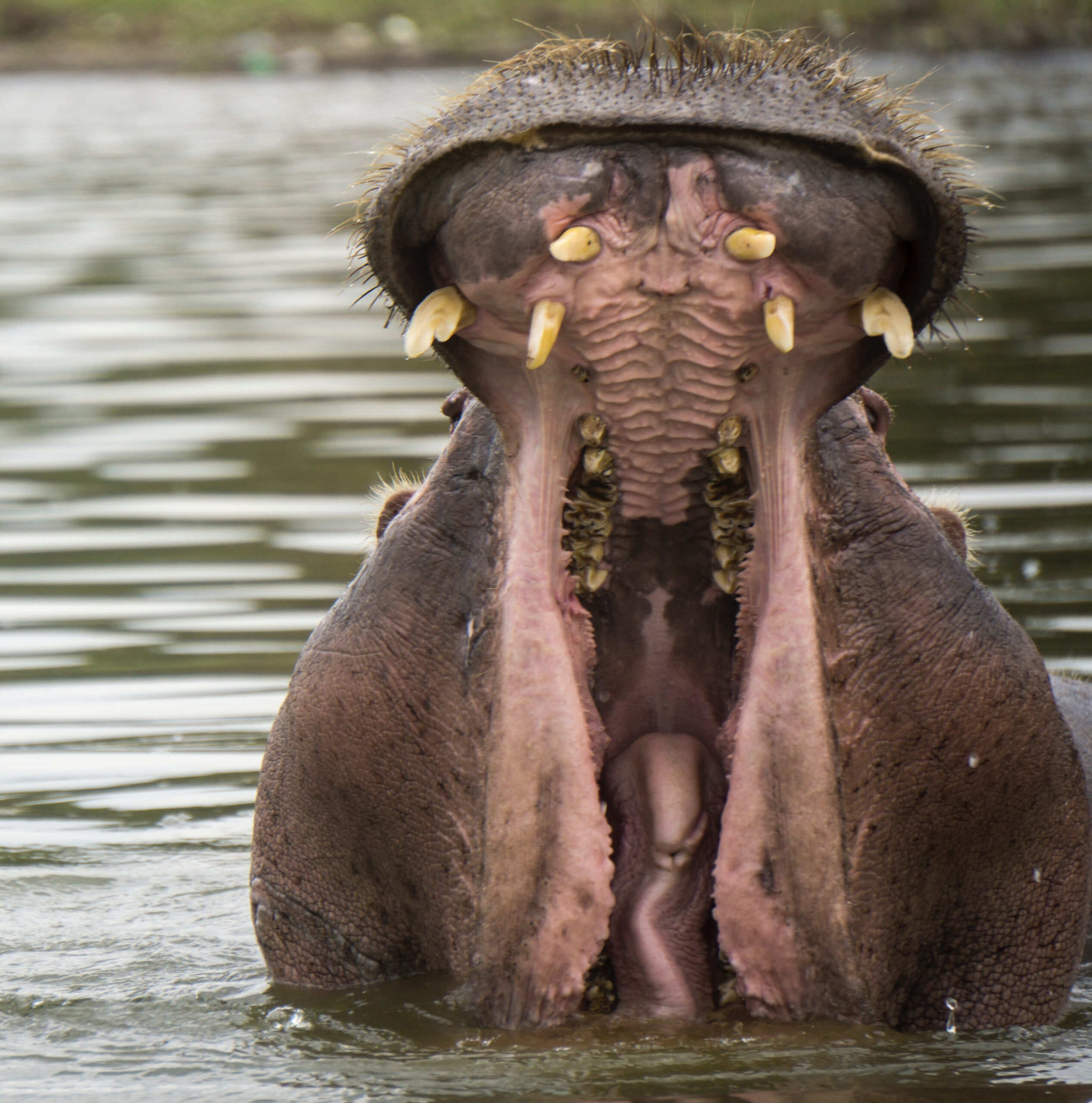 Hungry hippo. Photo by Julie Wolpers.