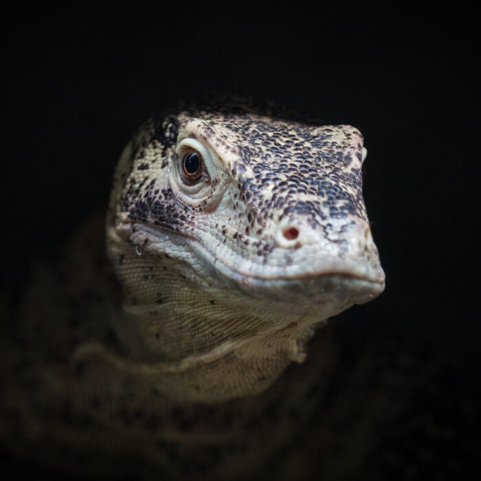 Komodo Dragon. Photo by Kirill Bubochkin.