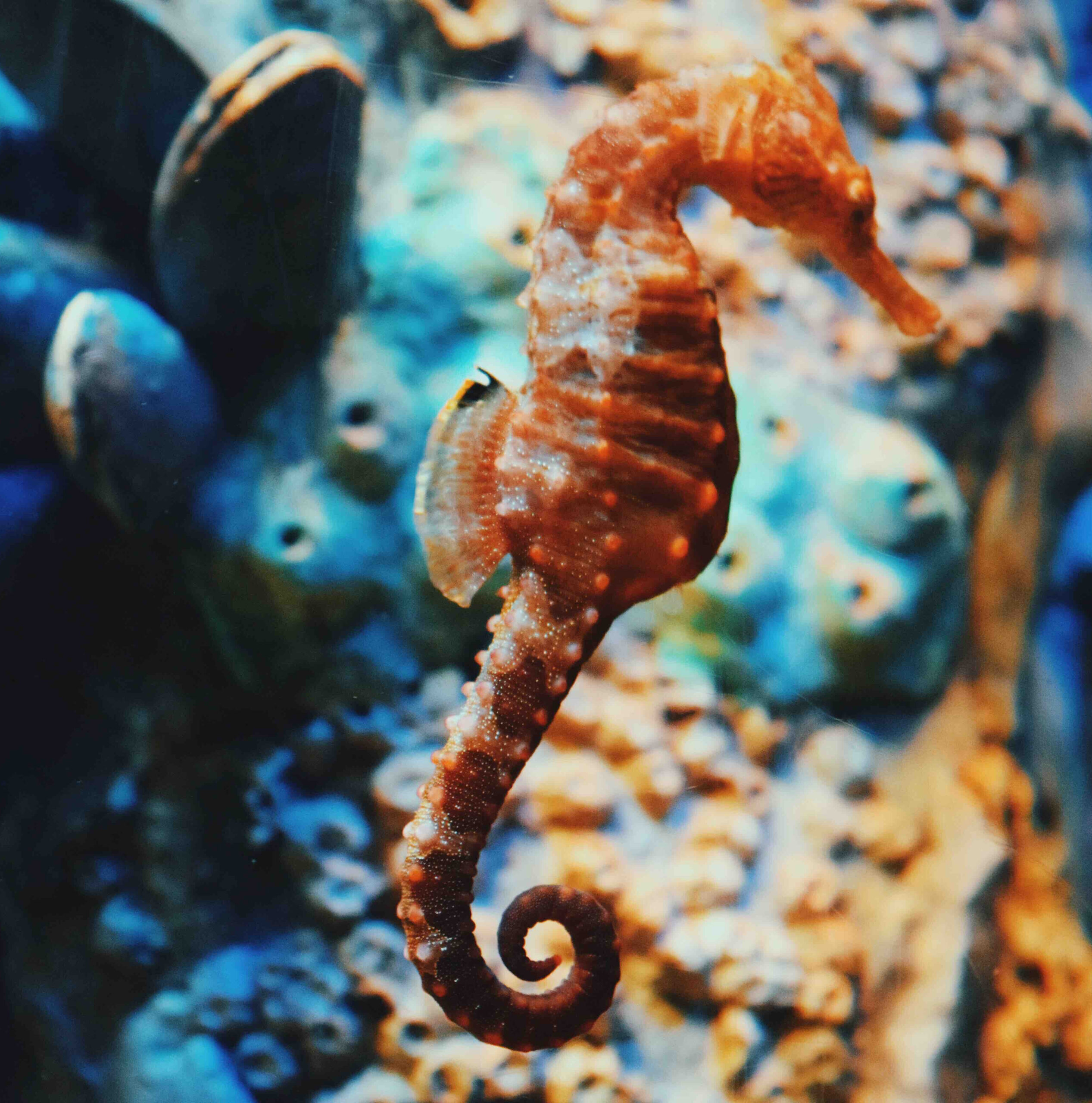 Drifting seahorse. Photo by Naomi Tamar.