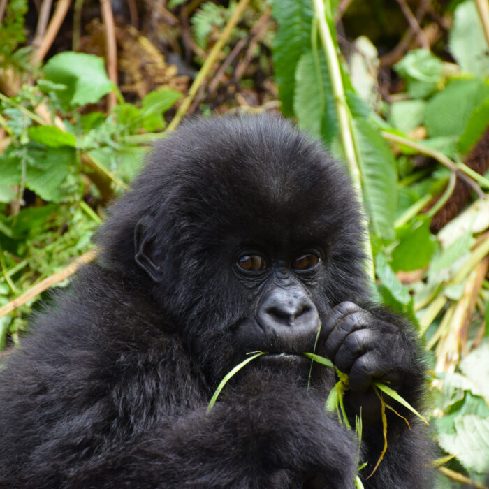Baby gorilla. Photo by Porco Rosso.