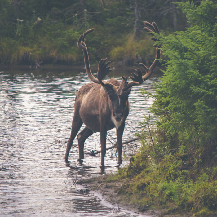 Reindeer fords a stream. Photo by Thomas Lefebvre.