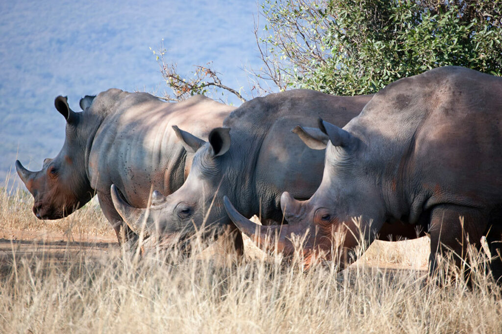 South Africa