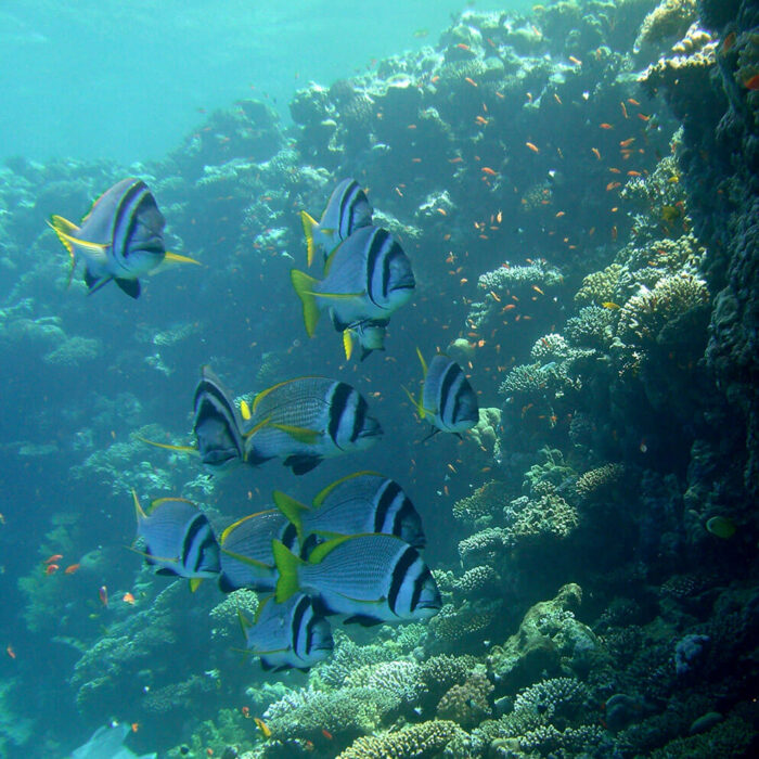 Sri Lanka Bar Reef