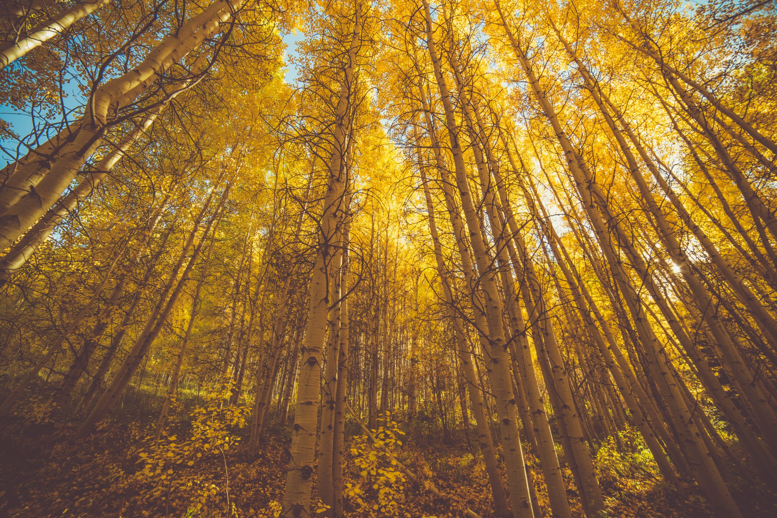 Golden Aspen Trees/Andrew Preble