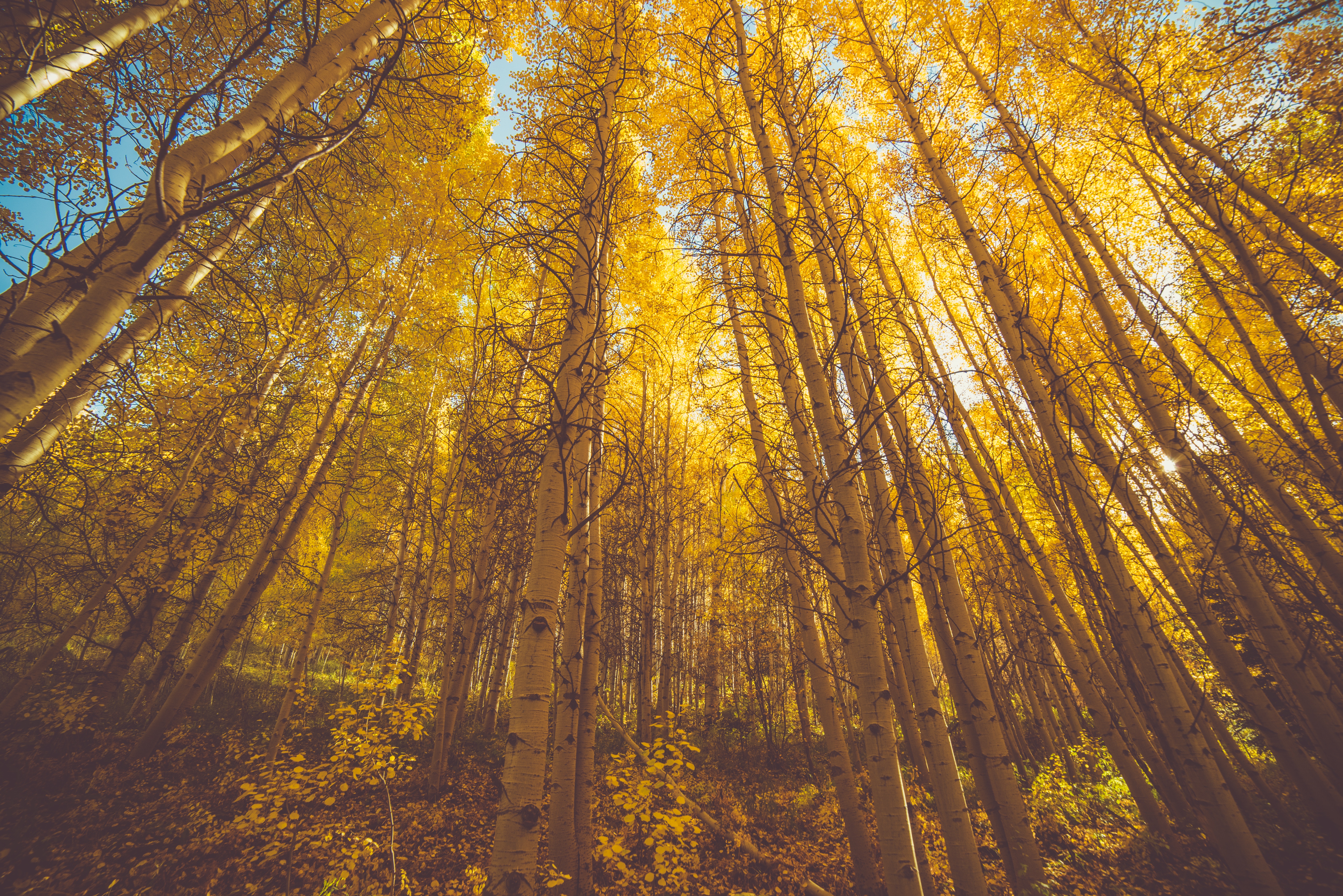 Golden Aspen Trees/Andrew Preble Golden Aspen Trees/Andrew Preble