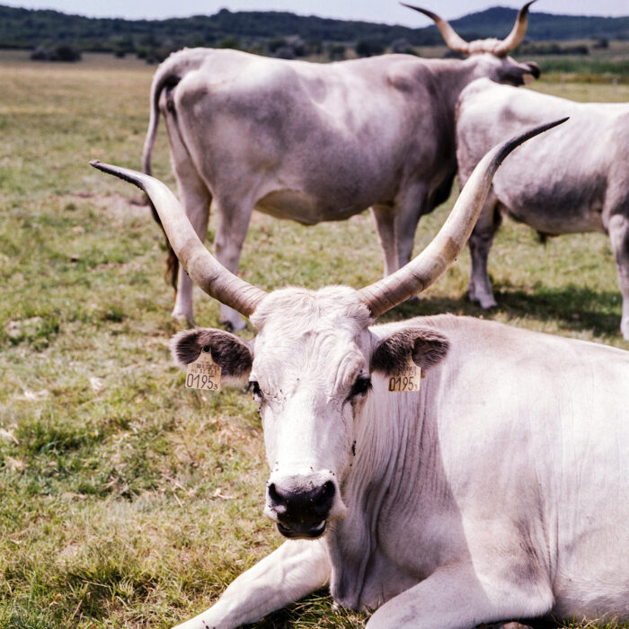 Hungarian gray cattle. Photo by Benjamin Balazs.