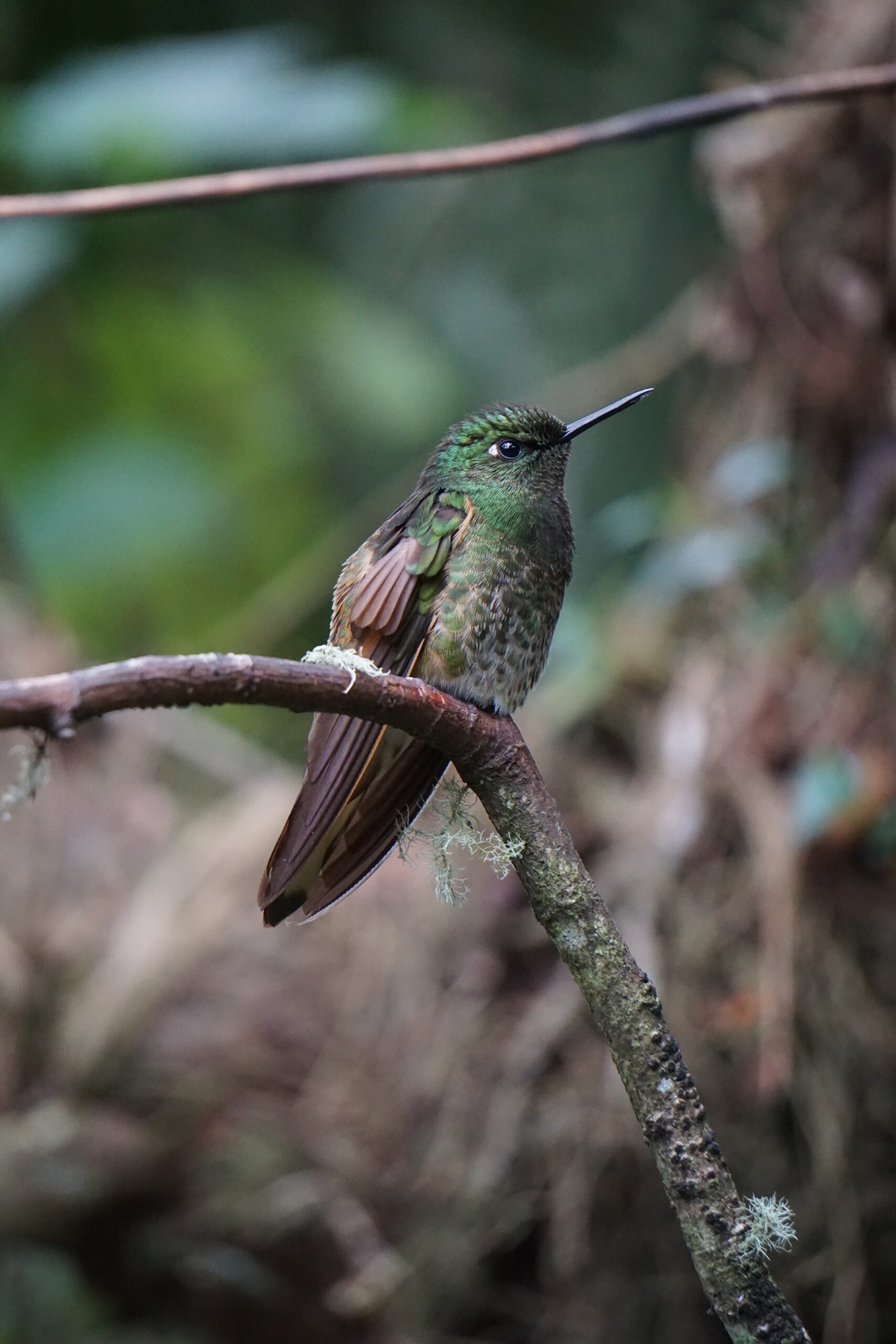 Hummingbird in forest. Photo by Cedric Fox.