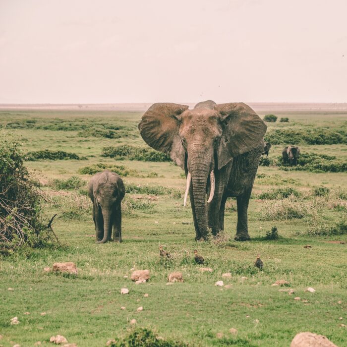 Amboseli National Park, Kenya. Photo by Harshil Gudka.