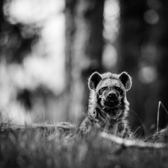Lone hyena. Photo by Janko Ferlic.