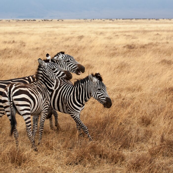 Jeff Lemond/Ngorongoro Crater, Tanzania