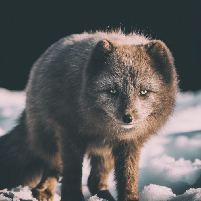 Arctic fox. Photo by Jonatan Pie.