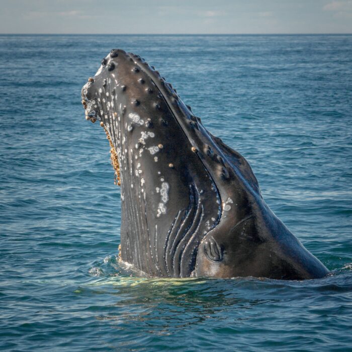 Humpback whale. Photo by Jorge Vasconez.