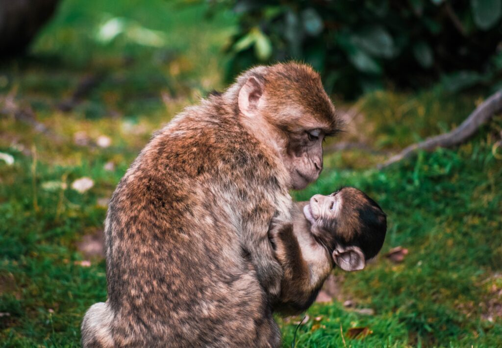 Baby monkey and mother/Photo by Lewis Roberts