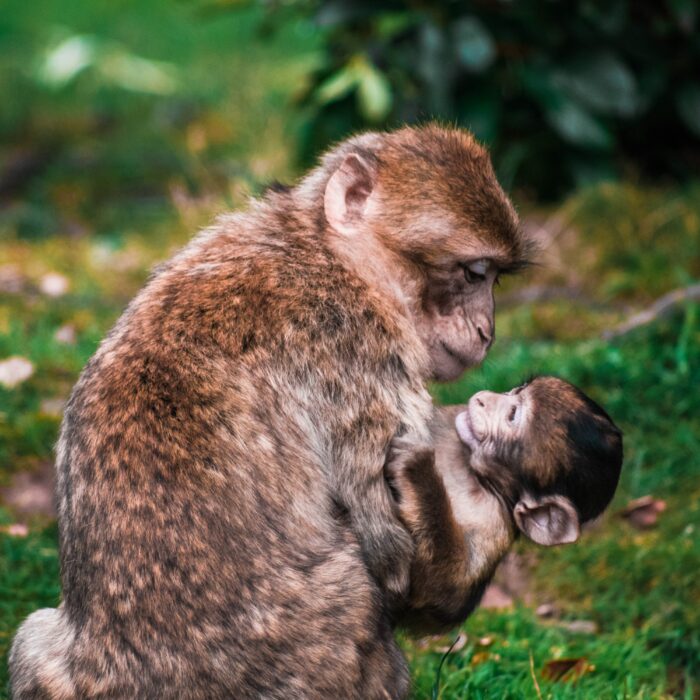 Baby monkey and mother/Photo by Lewis Roberts