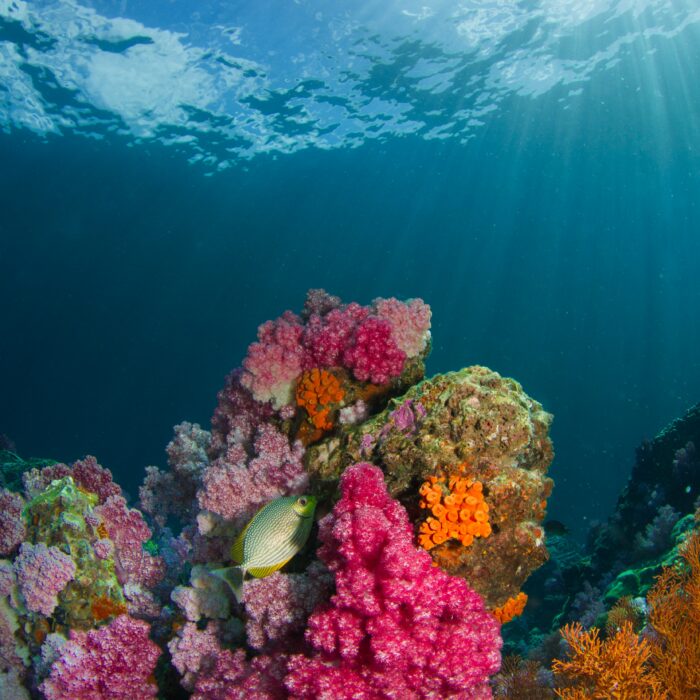 Coral reef. Photo by Milos Prelevic.