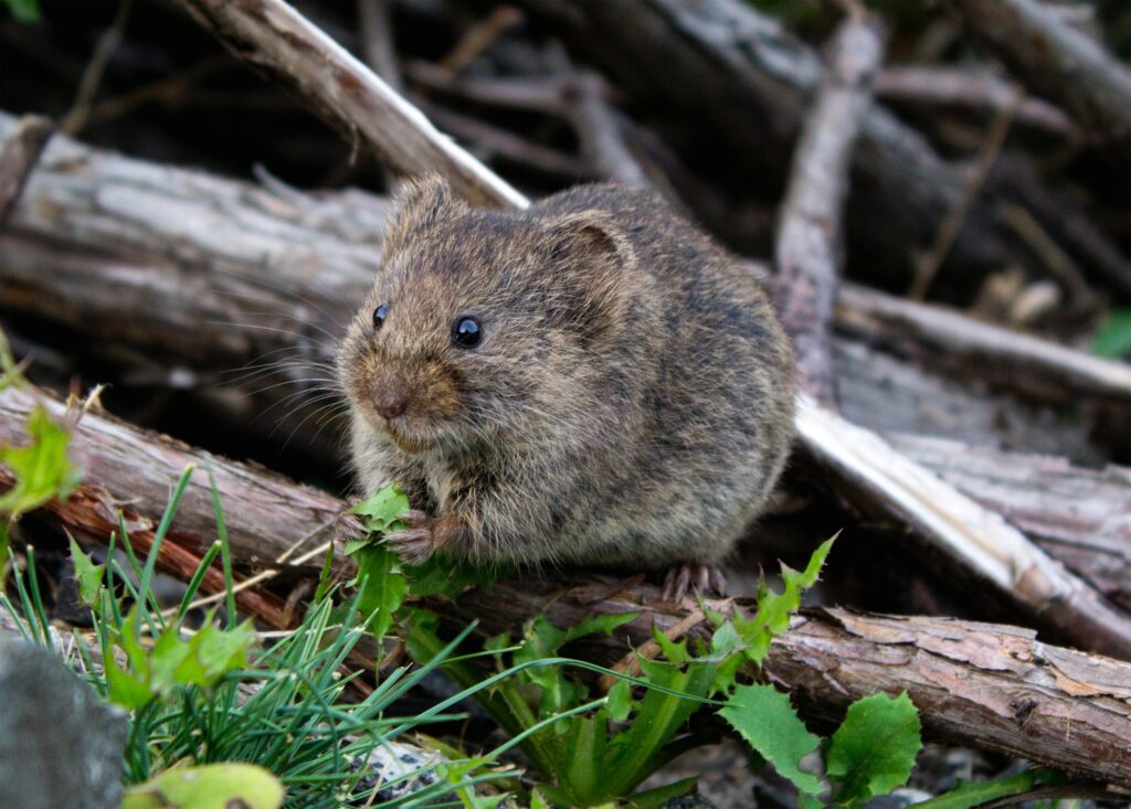 Mouse house. Photo by Ryan Stone.