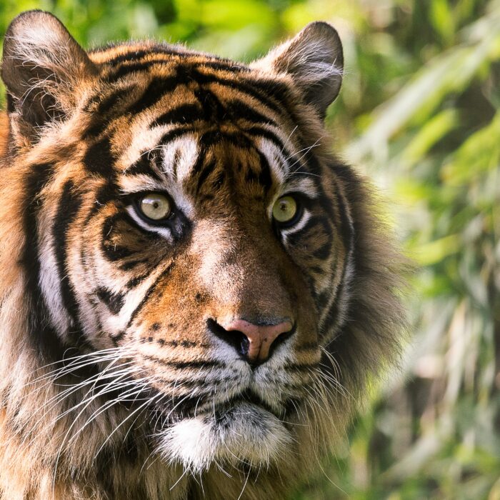 Tiger. Photo by Sander Wehkamp.