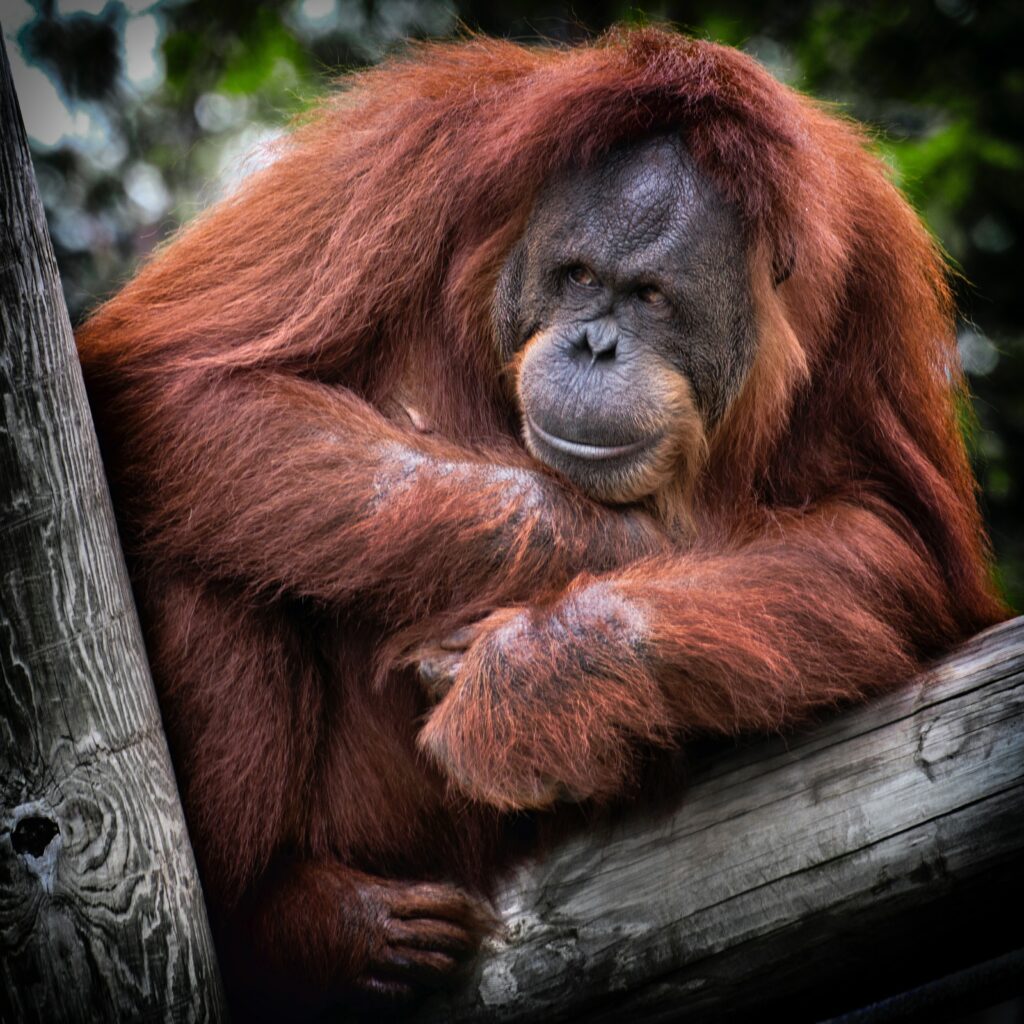 Orangutan in a tree /Photo by Dawn Armfield