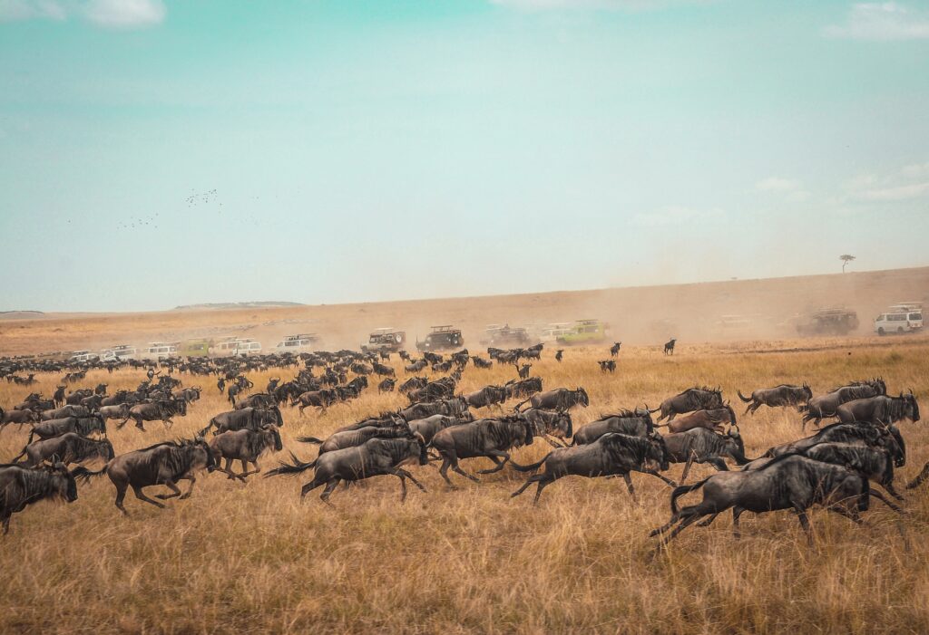 Masai Mara National Reserve, Kenya. Photo by Harshil Gudka.