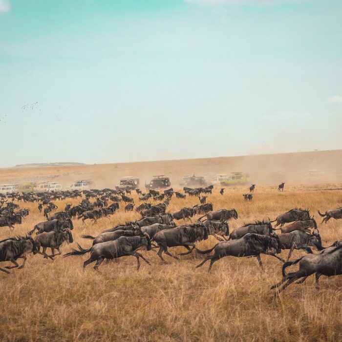 Masai Mara National Reserve, Kenya. Photo by Harshil Gudka.