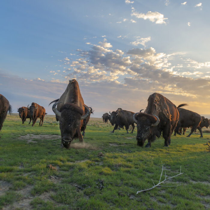 Bison Herd Heartland Ranch Nature Preserve/ Photo by Sean Boggs for EDF