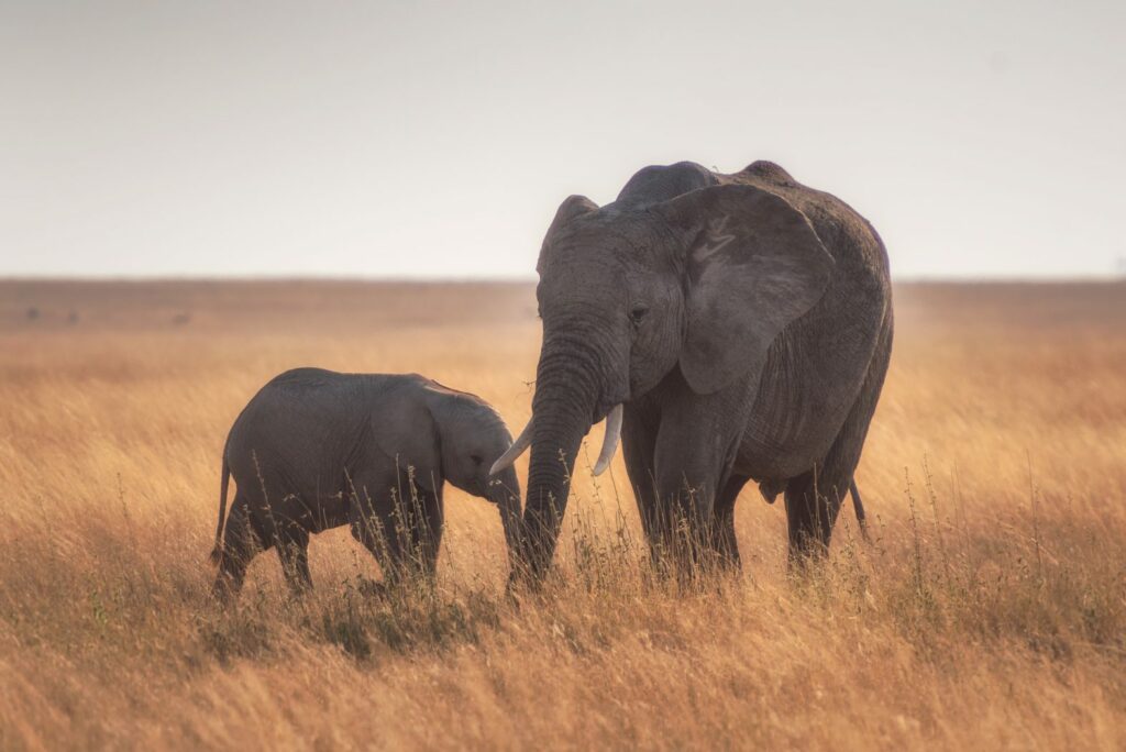 Photo by Photo by Chen Hu/ Serengeti, Tanzania