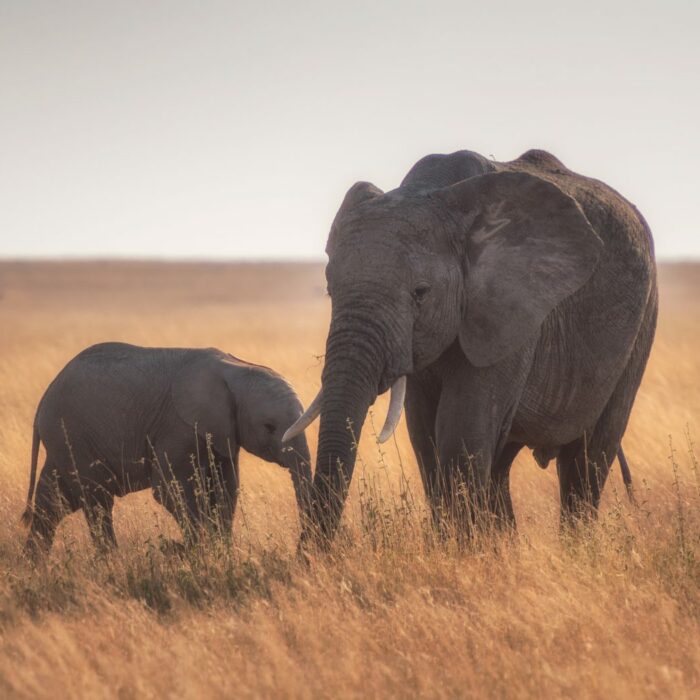 Photo by Photo by Chen Hu/ Serengeti, Tanzania