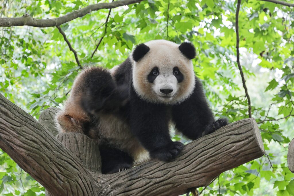 Panda/Photo by Bruce Hong