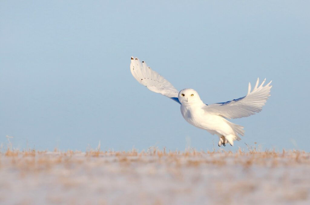 Snowy Owl, Canada/Photo by Victor Benard