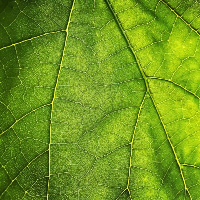 Photo by Maros Misove/Closeup of leaf