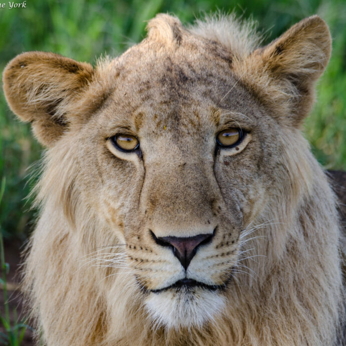 Male lion/Photo by Suzanne York