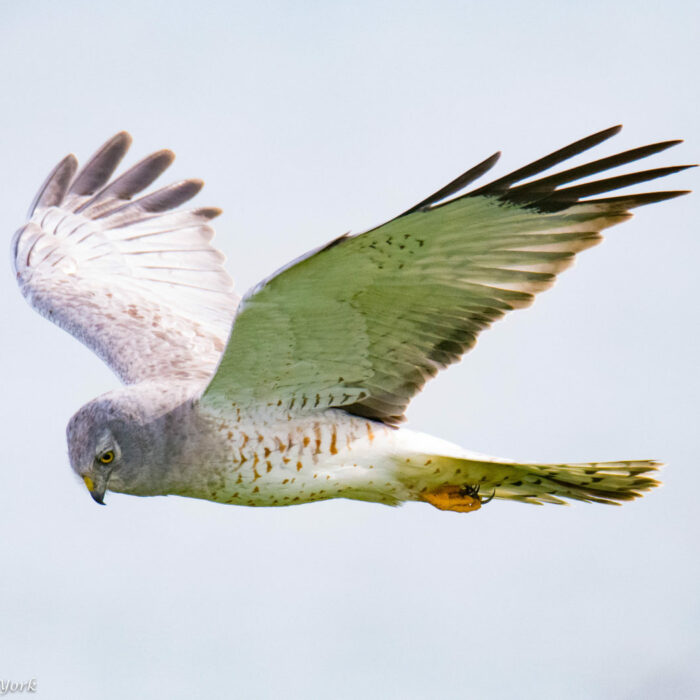 Northern Harrier/Picture by Suzanne York
