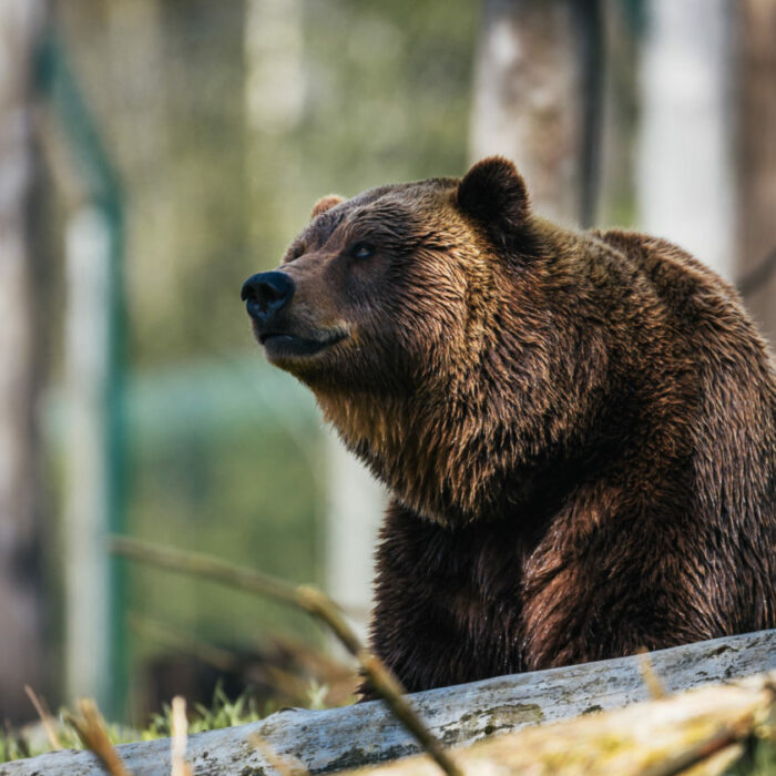American brown bear/Photo by Janko Ferlic